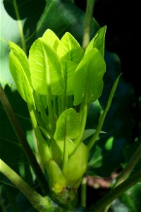 Fresh leaves emerging from terminal bud of a young puka. The leaves blades are 4-8 cm long and will eventually grow to over 30 cm long.