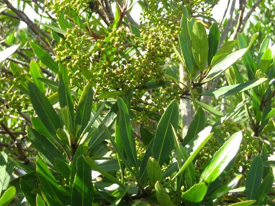 Pseudopanax crassifolius, adult foliage and developing fruit, Mangaweka, Central North Island, New Zealand