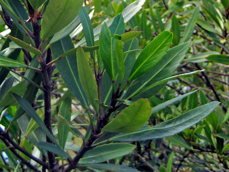 Pseudopanax crassifolius, adult foliage, Mangaweka, Central North Island, New Zealand