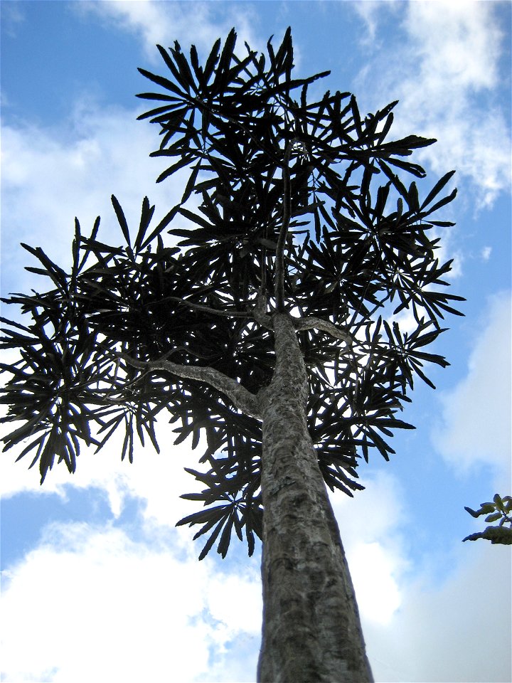 Pseudopanax crassifolius, adult tree. Auckland, New Zealand