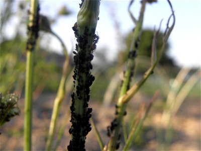 Aphis Fabae Scopoli

on Bunium bulbocastanum