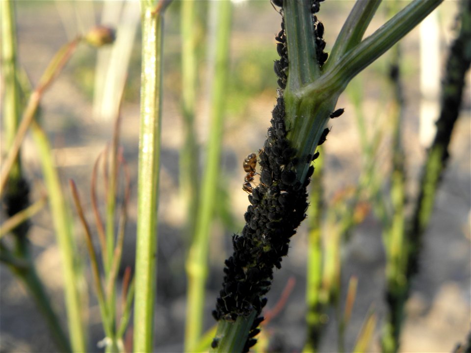 Aphis fabae Scopoli on Bunium bulbocastanum