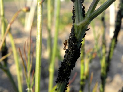 Aphis fabae Scopoli on Bunium bulbocastanum