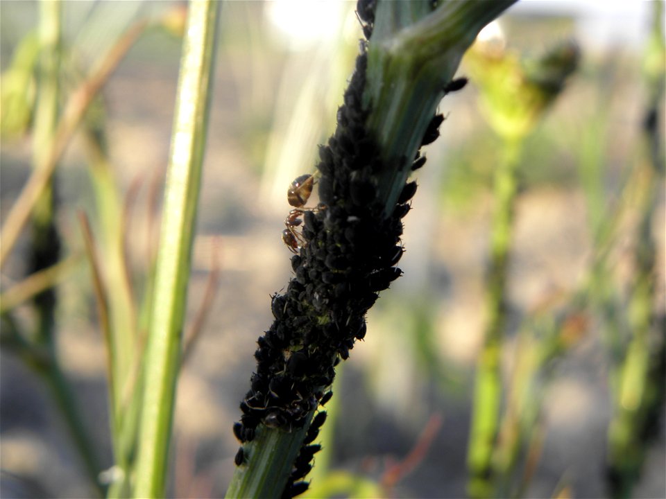 Aphis fabae Scopoli on Bunium bulbocastanum