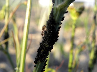 Aphis fabae Scopoli on Bunium bulbocastanum