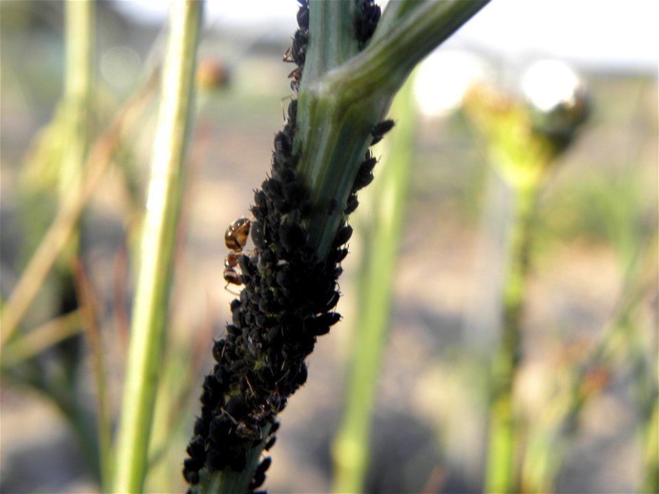 Aphis fabae Scopoli on Bunium bulbocastanum