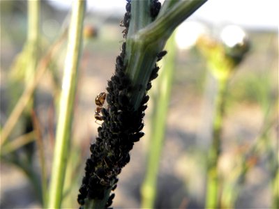 Aphis fabae Scopoli on Bunium bulbocastanum