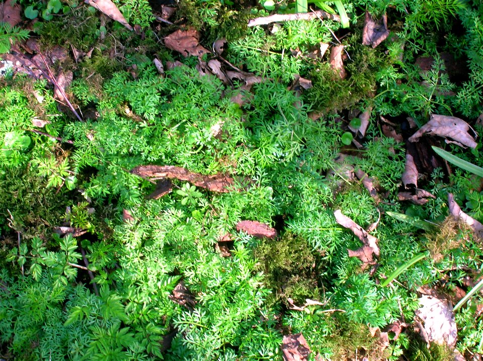 Pignut (Conopodium majus) in early spring.
Lady's Well, Kilmaurs, East Ayrshire, Scotland.