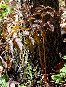 Self made picture of A. nudicaulis, made in the spring of 2008, taken in a woods in Minnesota.