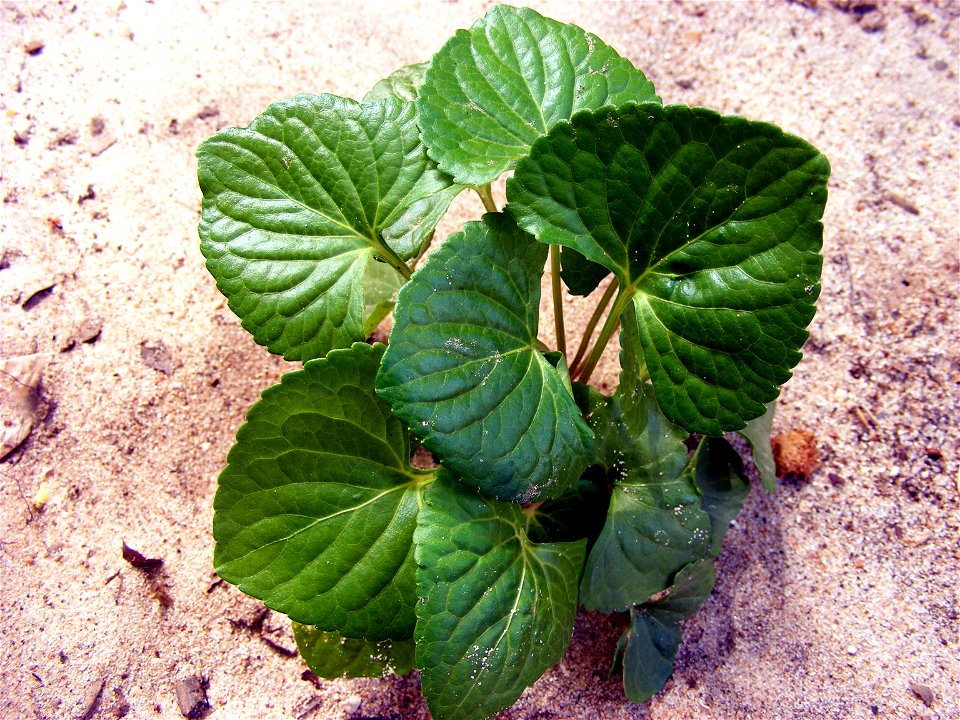 A Whatever this name Dollarweed means, the plant shown is not Hydrocotyle umbellata