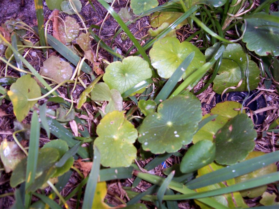 Dollarweed (Hydrocotyle umbellata) after treatment with herbicide.