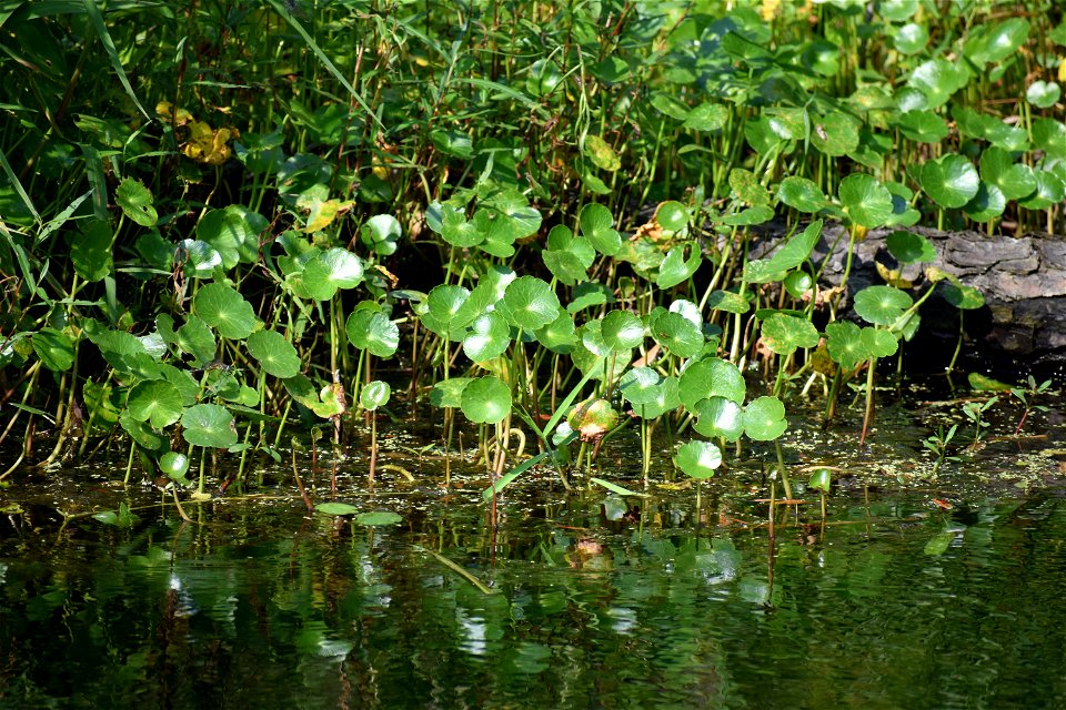 Alligator River NWR