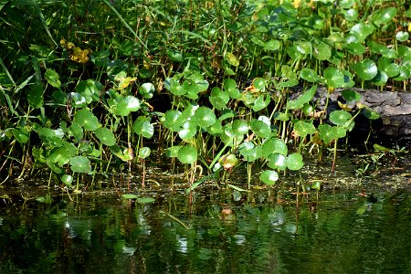 Alligator River NWR
