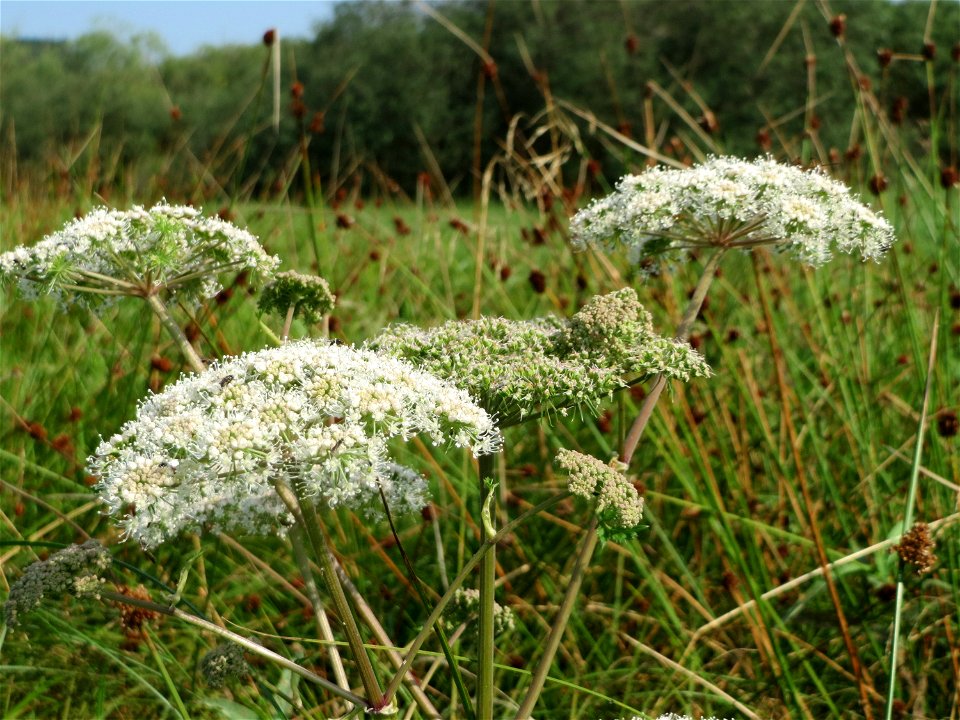 Wald-Engelwurz (Angelica sylvestris) im Naturschutzgebiet Mürmes