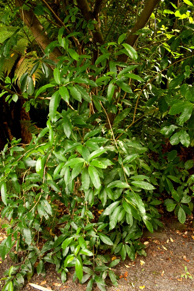 Pseudopanax arboreus