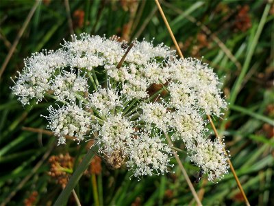 Wald-Engelwurz (Angelica sylvestris) im Naturschutzgebiet Mürmes