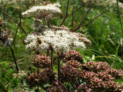 Wald-Engelwurz (Angelica sylvestris) im Naturschutzgebiet Mürmes