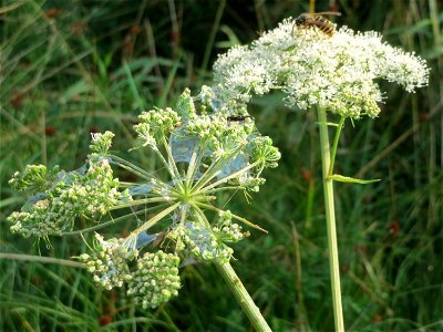Wald-Engelwurz (Angelica sylvestris) im Naturschutzgebiet Mürmes