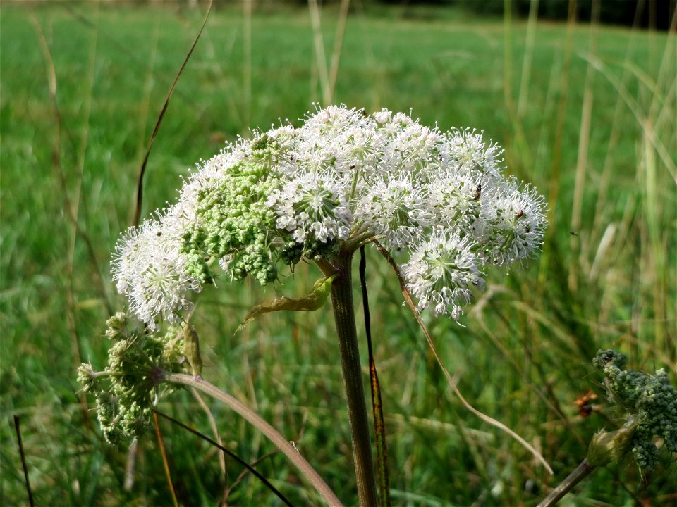 Wald-Engelwurz (Angelica sylvestris) im Naturschutzgebiet Mürmes