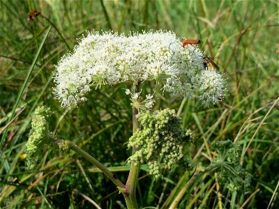 Wald-Engelwurz (Angelica sylvestris) im Naturschutzgebiet Mürmes