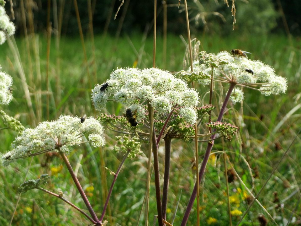 Wald-Engelwurz (Angelica sylvestris) im Naturschutzgebiet Mürmes