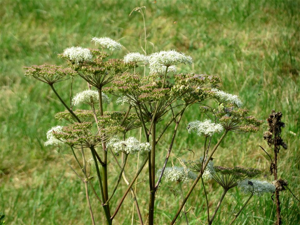 Wald-Engelwurz (Angelica sylvestris) im Naturschutzgebiet Mürmes