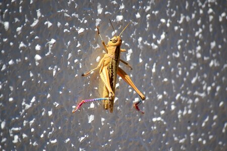 Grasshopper bugs insect photo