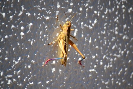 Grasshopper bugs insect