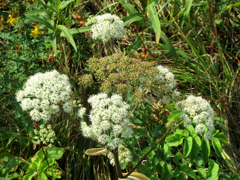 Wald-Engelwurz (Angelica sylvestris) im Naturschutzgebiet Mürmes