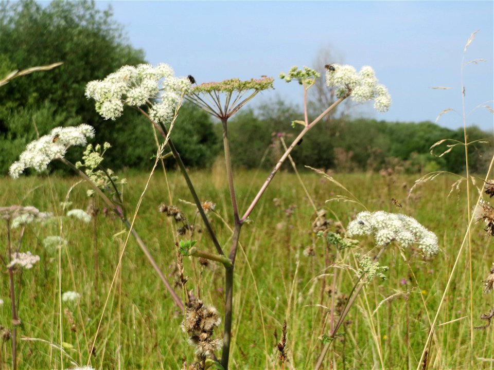 Wald-Engelwurz (Angelica sylvestris) im Naturschutzgebiet Mürmes