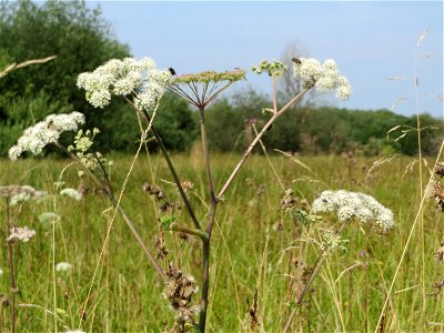 Wald-Engelwurz (Angelica sylvestris) im Naturschutzgebiet Mürmes