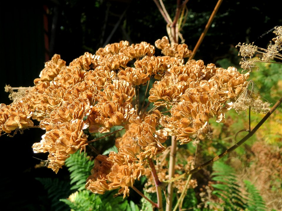 Wald-Engelwurz (Angelica sylvestris) am Abtskopf bei Klingenmünster