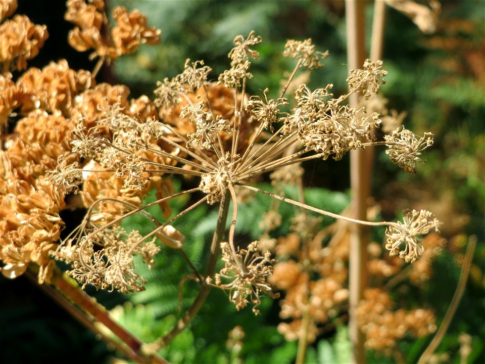 Wald-Engelwurz (Angelica sylvestris) am Abtskopf bei Klingenmünster