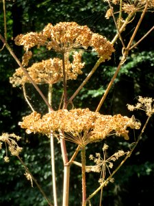 Wald-Engelwurz (Angelica sylvestris) am Abtskopf bei Klingenmünster