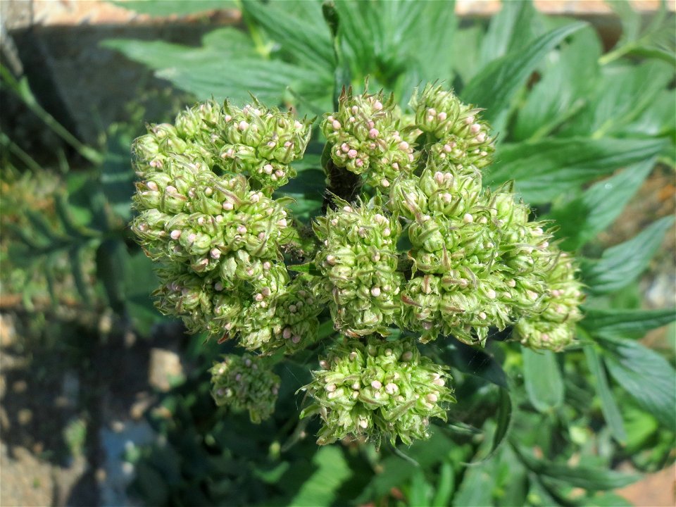 Wald-Engelwurz (Angelica sylvestris) im Naturschutzgebiet „St. Arnualer Wiesen“