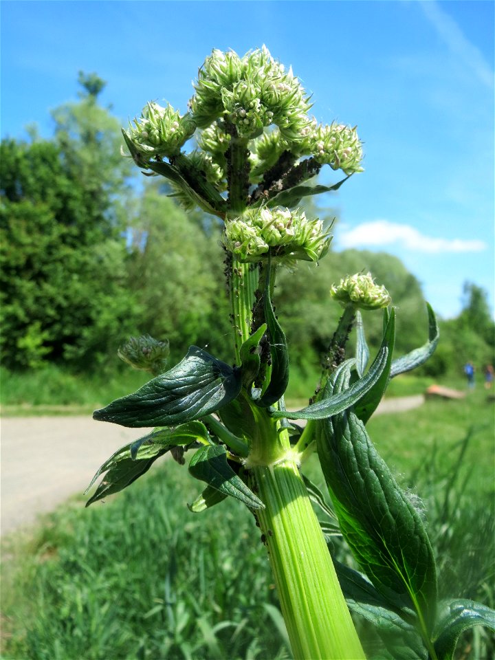 Wald-Engelwurz (Angelica sylvestris) im Naturschutzgebiet „St. Arnualer Wiesen“