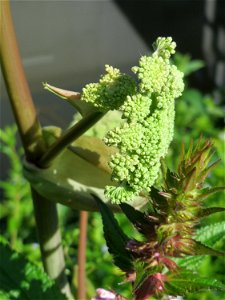 Wald-Engelwurz (Angelica sylvestris) am Osthafen in Saarbrücken