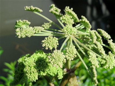 Wald-Engelwurz (Angelica sylvestris) am Osthafen in Saarbrücken
