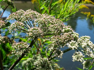 Wald-Engelwurz (Angelica sylvestris) an der Saaraue Güdingen