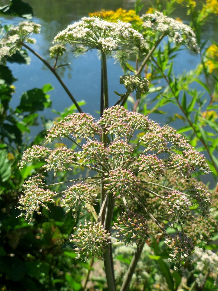 Wald-Engelwurz (Angelica sylvestris) an der Saaraue Güdingen - der Bestand dieses Doldenblütlers hat sich an der Saar in Saarbrücken im Vergleich zu den letzten Jahren deutlich vermehrt