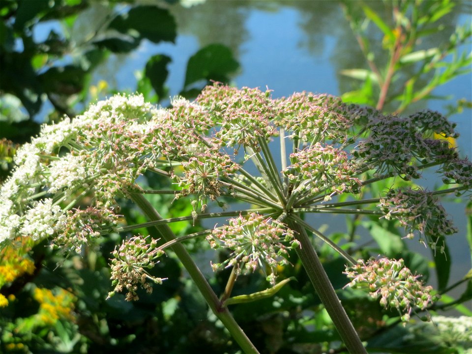 Wald-Engelwurz (Angelica sylvestris) an der Saaraue Güdingen - der Bestand dieses Doldenblütlers hat sich an der Saar in Saarbrücken im Vergleich zu den letzten Jahren deutlich vermehrt