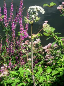 Wald-Engelwurz (Angelica sylvestris) an der Saar in Güdingen
