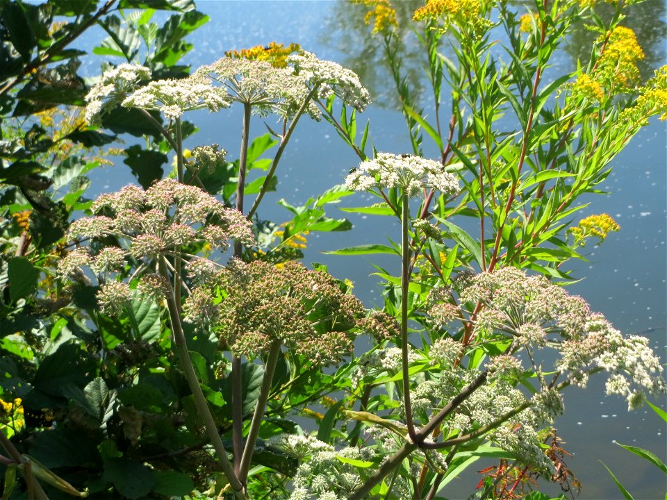 Wald-Engelwurz (Angelica sylvestris) an der Saaraue Güdingen - der Bestand dieses Doldenblütlers hat sich an der Saar in Saarbrücken im Vergleich zu den letzten Jahren deutlich vermehrt