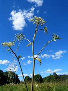 Wald-Engelwurz (Angelica sylvestris) auf einer Saaraue bei Grosbliederstroff
Français :  Angélique des bois