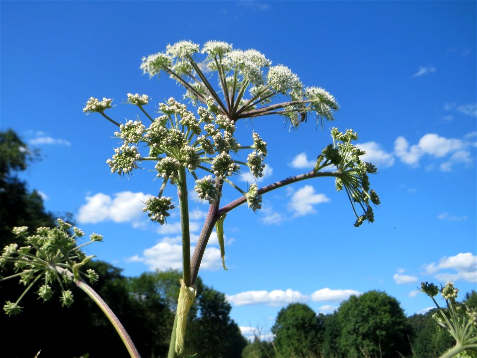 Wald-Engelwurz (Angelica sylvestris) auf einer Saaraue bei Grosbliederstroff
Français :  Angélique des bois
