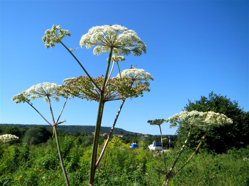 Wald-Engelwurz (Angelica sylvestris) in den Sankt Arnual Wiesen gegenüber vom Osthafen Saarbrücken (Außerhalb vom NSG)