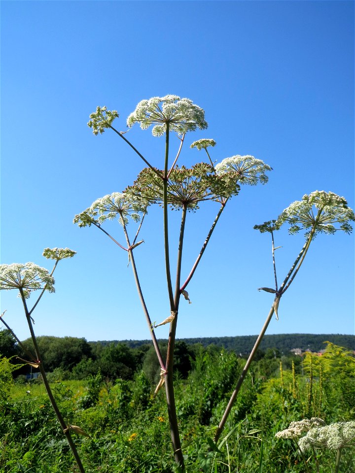 Wald-Engelwurz (Angelica sylvestris) in den Sankt Arnual Wiesen gegenüber vom Osthafen Saarbrücken (Außerhalb vom NSG)