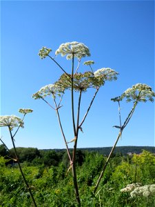 Wald-Engelwurz (Angelica sylvestris) in den Sankt Arnual Wiesen gegenüber vom Osthafen Saarbrücken (Außerhalb vom NSG)