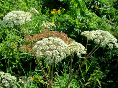 Wald-Engelwurz (Angelica sylvestris) in den Sankt Arnual Wiesen gegenüber vom Osthafen Saarbrücken (Außerhalb vom NSG)