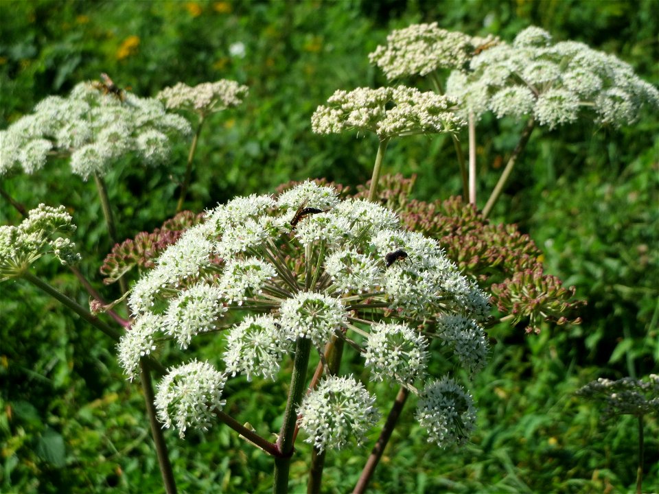 Wald-Engelwurz (Angelica sylvestris) in den Sankt Arnual Wiesen gegenüber vom Osthafen Saarbrücken (Außerhalb vom NSG)
